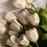 ملخصات رزان وبسمة 🌿 🕊