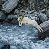 شکار و تفنگ شکاری