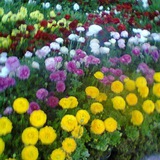 گلهای ناب
