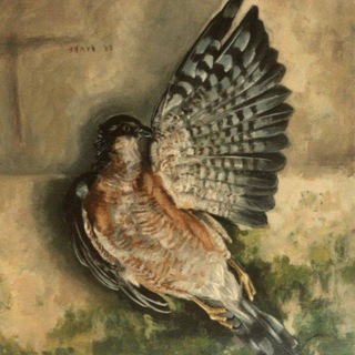 The Requiem Of Sparrow | مرثیه گنجشک