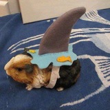 π°π Momazos hamster π°π