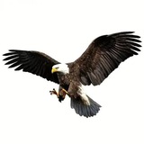 الضبع الرقاوي من بلاروسيا إلى المانيا 🇩🇪