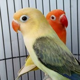 طوطی کوتوله برزیلی 🦜