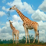 🐫 Planète des animaux 🇫🇷