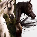 الخيل 🤍 🖤