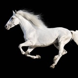 White Horse Betting