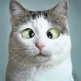 Miao Project Update Notes