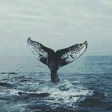 🤍 🐋 whale