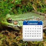 daily frogs