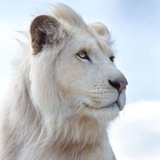 Wildlife ๐