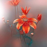 روح المحبة