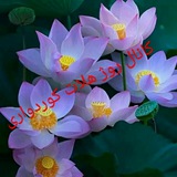 کانال روژ هلات کوردواری 🌺 🌸 <i class="emoji" style="back