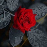 اٱقـــــــــٓتباٱساٱت الڴلآام♪.