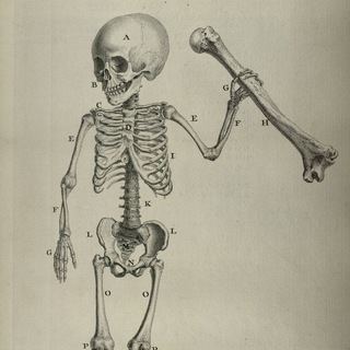 Anatomy sem1