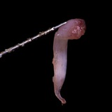 ️Endodontic