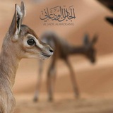 ﮼الجادل ﮼الودعانيه 🦌