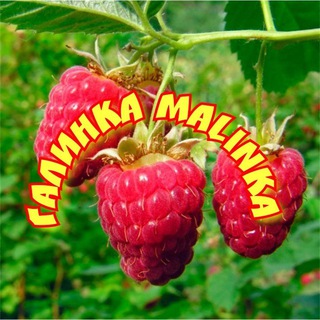 Галинка Malinka 🍓