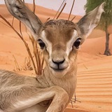 الشاعره/ غزلان 🦌