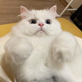 Cat gifs 😻