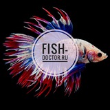 Fish Doctor 🐠