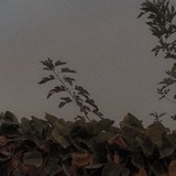 🤍 🌿