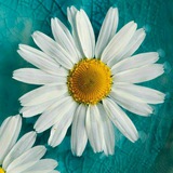 🌺 شمیم زندگی 🌺