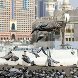 طَريق الهُـدىٰ.