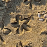 ﮼أثر.