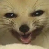 Fennec π Friends π