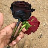 كشكول شبواني⁶⁰⁴