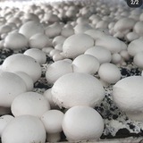 آموزش پرورش قارچ ایهان(برزگر)