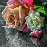🌿 🌸 صور أزهار و عبارات راقية <i class="emoji" style="ba