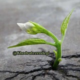 🍃 قدرت زندگی 🍃