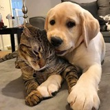 КотоПёс&Co 🐾