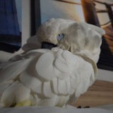 Bird Stuff