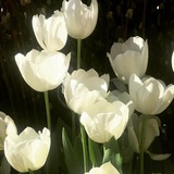 جرعه من الآمل 🌷 خواطر دينيه 🌸 كلمات تريح القلب <i class