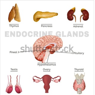 Endocrine module