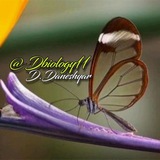 D.biology11