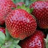Саженцы плодовых и декоративных культур