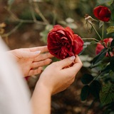 🌺 Fiori di Modestia 🌺
