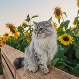 نـورٌ علۍ نـور 🌻 .