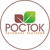 Питомник Росток. Саженцы