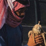معشي الذيب
