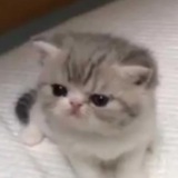 Стикеры с котами