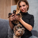 Йорк Мафия Лента/Новости 🐶 питомник Йорков, Йорк купить, купить Йорка, щенки Йорка