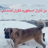 کانال عشق بازان سرابی و کردی