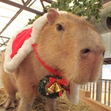 Hourly Capybara