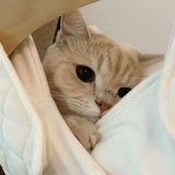 PHOTOS CATS CUTE πΊ β€