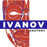 IvanovAnatomy 💀 Кадавер-курсы