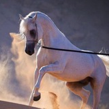 قروب شعر